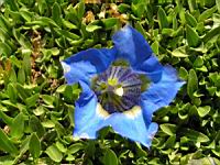Gentiane - Gentiana Occidentalis (fam. Gentianacees) (Pyrenees, Cordillere cantabrique) (03) (Photo F. Mrugala)